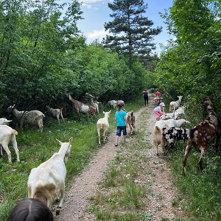 Tmbin'S Barn - Nature, Horses, Family Sežana Exterior foto